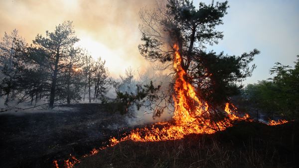 В Забайкалье 1,5 тыс. человек тушат лесные пожары